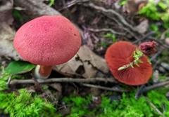 Cortinarius sanguineus