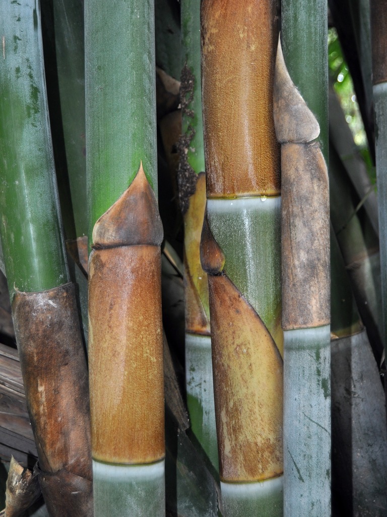 Schizostachyum brachycladum Temple Bamboo