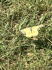 Colias eurytheme