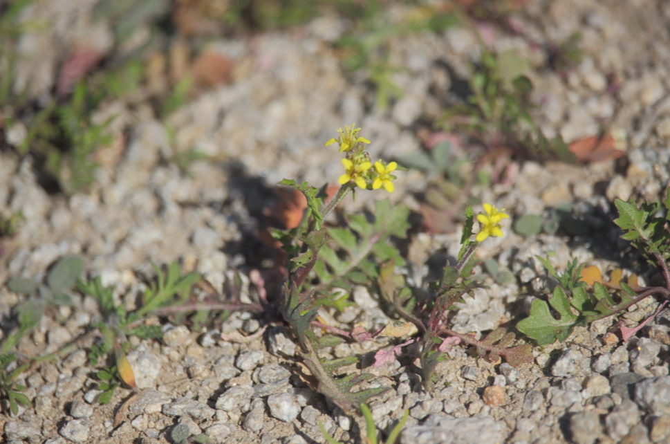 Tropidocarpum lanatum