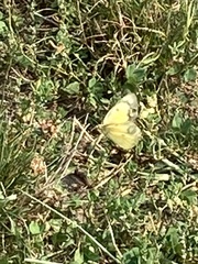 Colias eurytheme