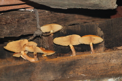 Fungi