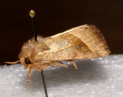 Hydraecia micacea