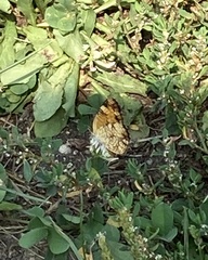 Phyciodes tharos