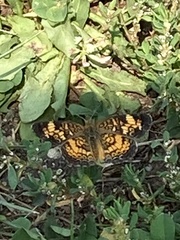 Phyciodes tharos