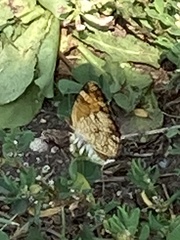 Phyciodes tharos