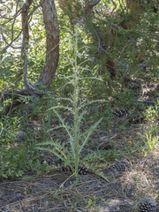 Cirsium douglasii