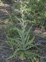 Cirsium douglasii