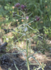 Cirsium douglasii