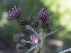 Cirsium douglasii