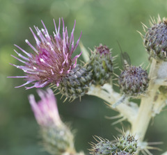 Cirsium douglasii