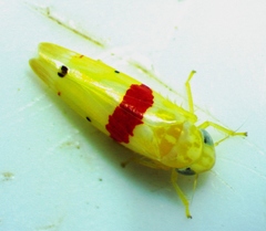 Eratoneura era