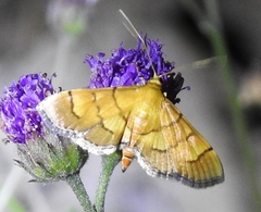 Orphanostigma haemorrhoidalis