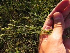 Bupleurum tenuissimum