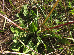 Taraxacum bessarabicum