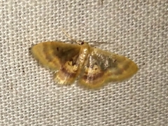 Idaea scintillularia