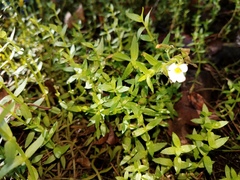 Gratiola brevifolia