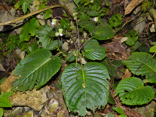 Epithema sarawakense