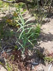 Polygonatum sibiricum