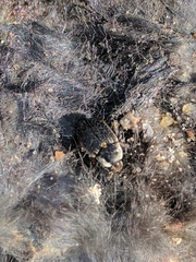 Dermestes frischii