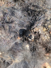 Dermestes frischii