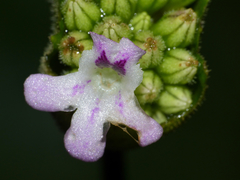Epithema sarawakense