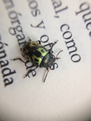 Zygogramma signatipennis