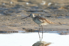 Limosa lapponica