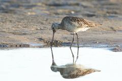 Limosa lapponica