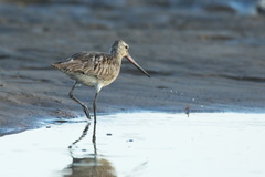 Limosa lapponica