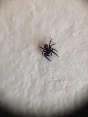 Salticidae