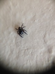 Salticidae