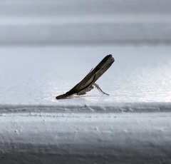 Fissicrambus mutabilis