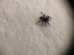 Salticidae