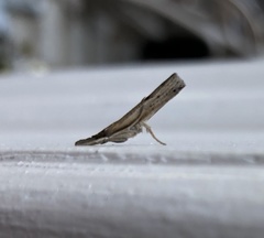 Fissicrambus mutabilis