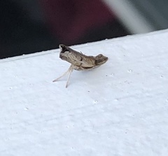 Fissicrambus mutabilis