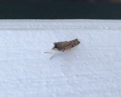Fissicrambus mutabilis