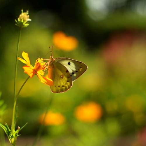 Eastern Pale Clouded Yellow