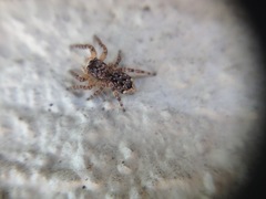 Salticidae