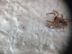 Salticidae