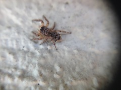 Salticidae