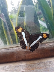 Adelpha iphicleola iphicleola