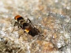 Psorthaspis formosa