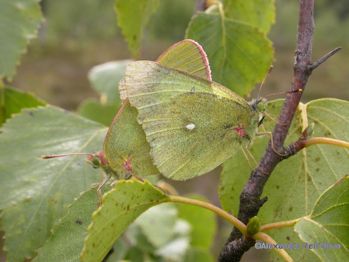 Moorland Clouded Yellow