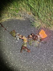 Malaclemys terrapin centrata