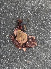 Malaclemys terrapin centrata