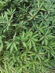 Impatiens omeiana