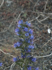 Echium vulgare