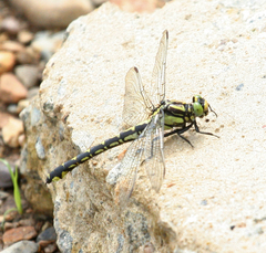 Shaogomphus schmidti