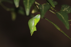 Papilio polytes